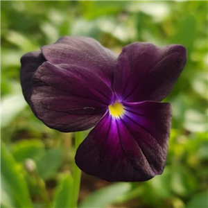 Viola Cornuta 'Roscastle Black'